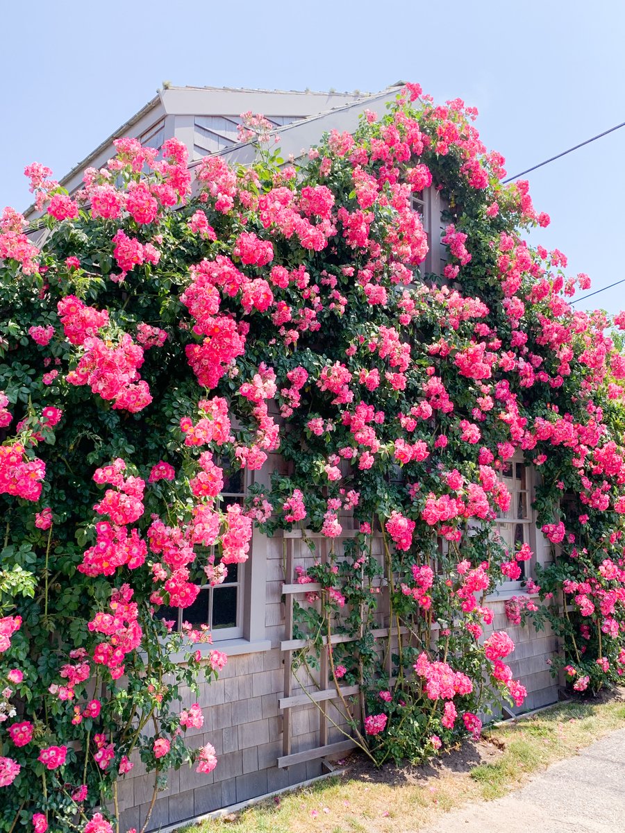 VisitNantucket's tweet photo. With a beautiful bluff walk, a handful of great restaurants, beaches, and streets to explore, there is something for everyone in 'Sconset!
📸: @nantucketislandmarketing
#VisitNantucket #NantucketIsland #ACKSummer #ACKCommunity #Sconset #NantucketBusiness #TownofNantucket https://t.co/wxJkyM4Arq