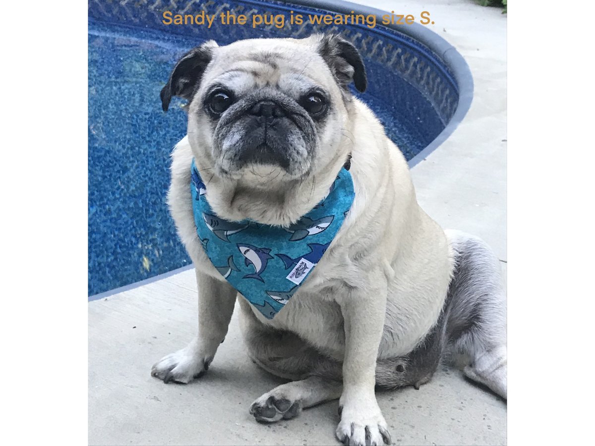 designercheryl's tweet photo. Shark Week is coming!!! Are you ready? Is your pet? Show your love of sharks and pamper your pet with a shark print bandana that looks good and helps save sharks. https://t.co/kT80rhwE0z