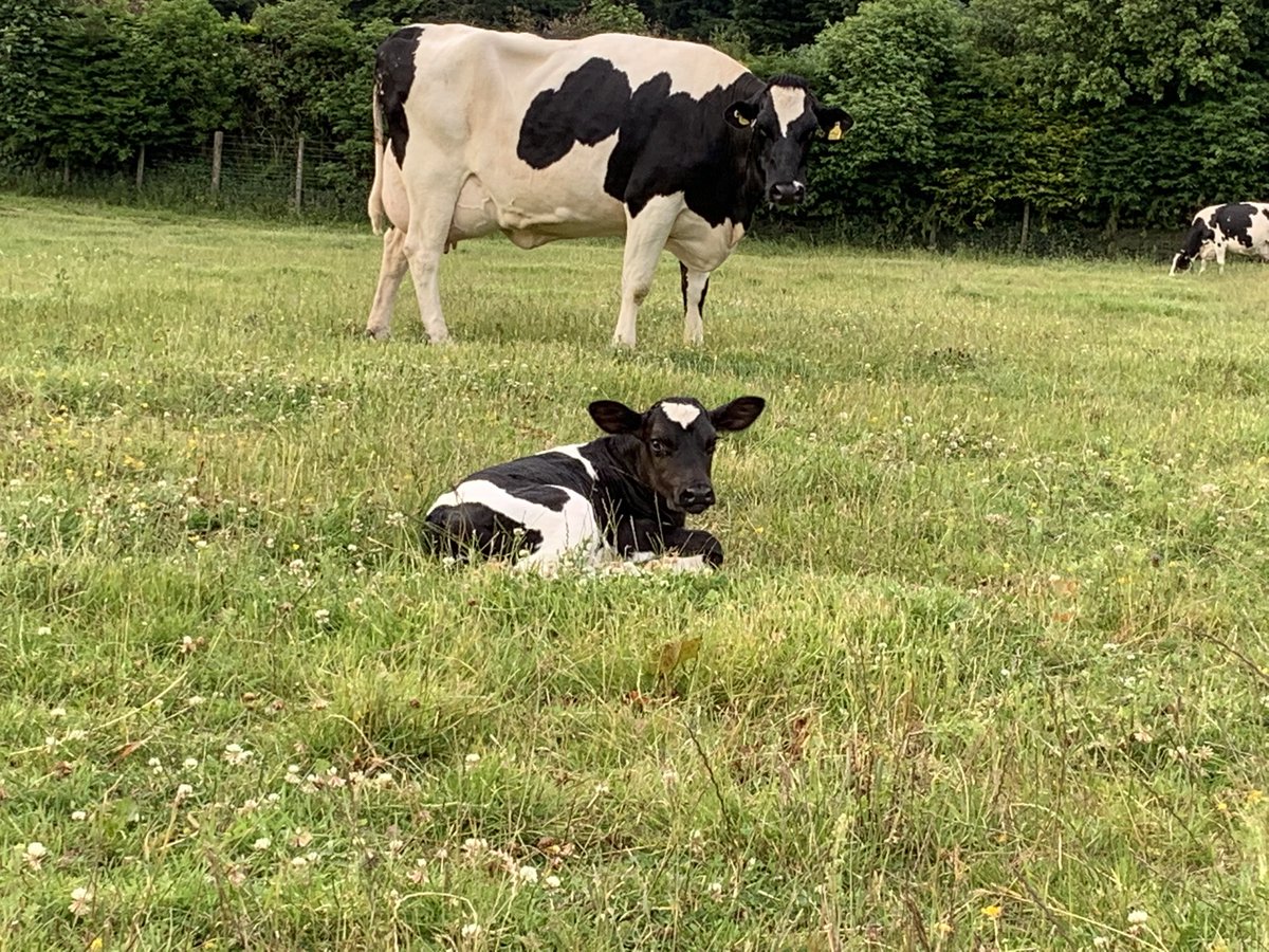 sarahdavidson4's tweet photo. Two lovely Sandy Valley Challenger heifer calves this morning @semexUK #nextgen https://t.co/wcTYX6aPWN
