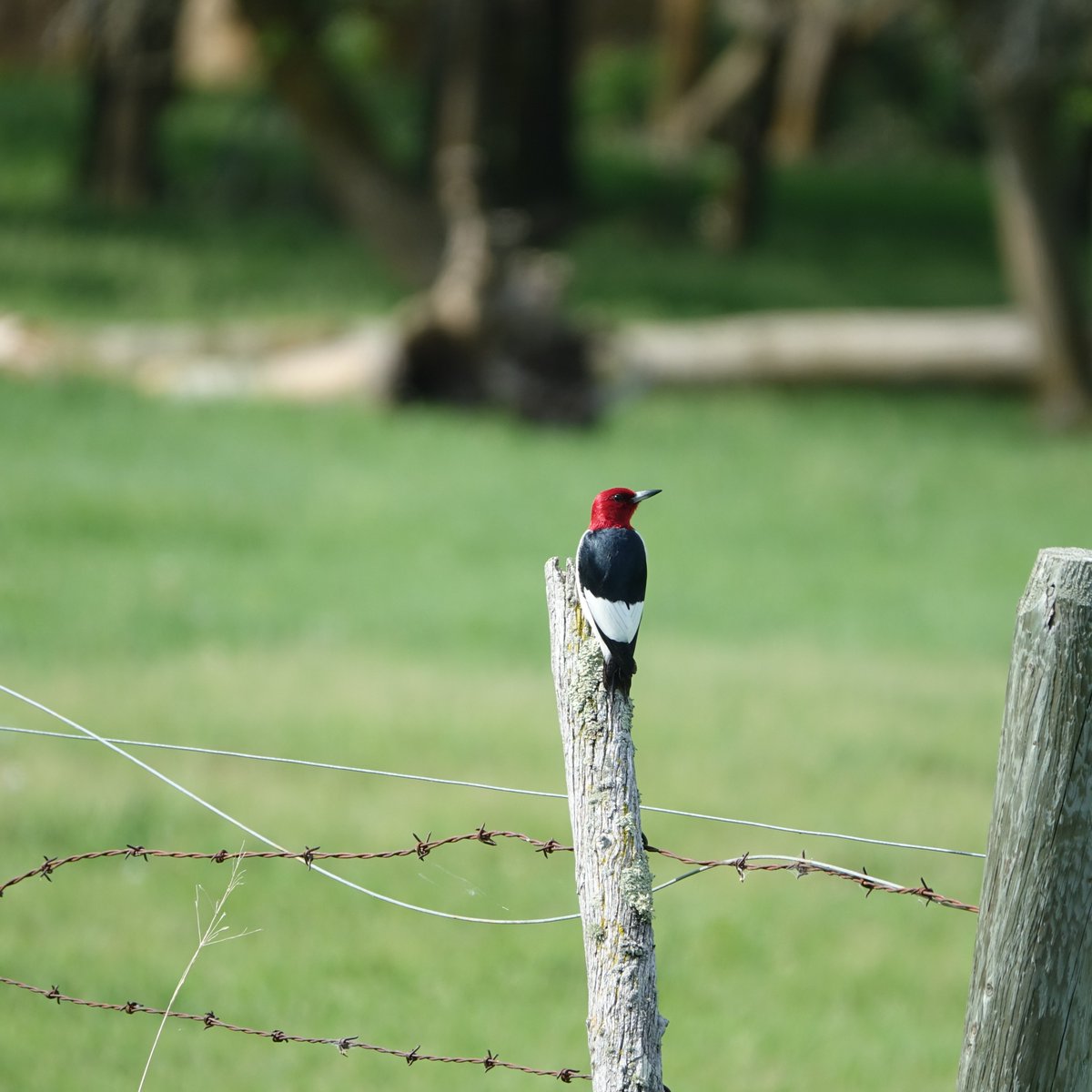 ManitobaIBA's tweet image. Manitoba IBA July Events are now posted!
July 17 - Grassland Bird Search at Oak Hammock Marsh
July 24 - Red-headed Woodpecker Blitz at Oak Lake/ Plum Lakes
For more information or to register email: iba@naturemanitoba.ca
importantbirdareasmb.ca/2021/07/09/jul…
