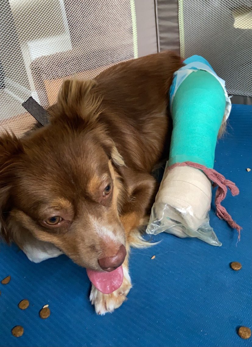 dog_rates's tweet photo. This is Ginny. She loves to swim, but recently broke her knee jumping from the shore onto the dock. She had surgery to fix it yesterday and was so brave. We covered the remaining cost of that surgery for her. Please consider pet medical insurance. It’s best to be puppared. 13/10 https://t.co/wqR1gQAI7Z