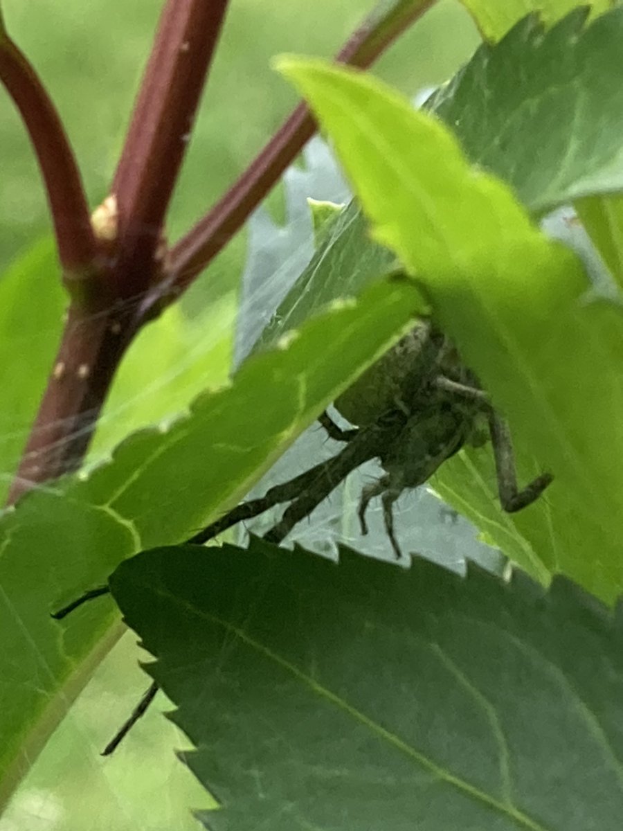 JayneBousie's tweet photo. New garden friend, and hundreds of little friends #spiders #pleasestayoutside https://t.co/y8FM9JX9T1