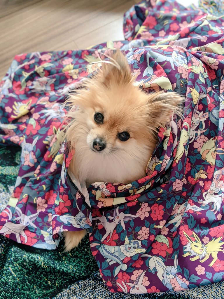 DaraDef_'s tweet photo. If you don't like this photo of @PupperEevee wrapped in Eevee's, you'll have 7 years bad luck. https://t.co/X5vlYATnYV