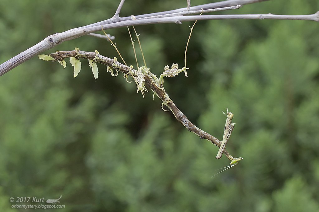 leonidus_st's tweet photo. Аждар бешиктебратар
Dragon mantis
Биомимикрия https://t.co/uIzatq8Rwe