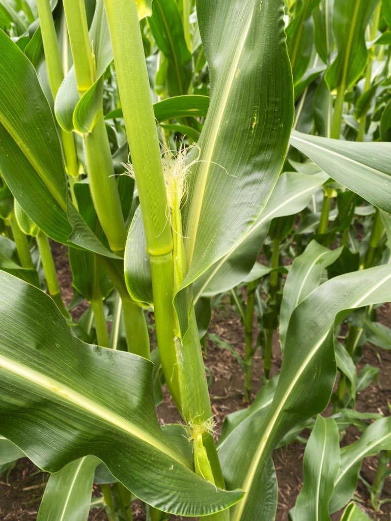 jodi_ferguson's tweet photo. @PRIDESeeds AS 1047 RR EDF planted May 7 in Russell is getting very close to pollination time. Nice to see some tassels poking out!! #PRIDEinMyField https://t.co/5gI8R2Fatz