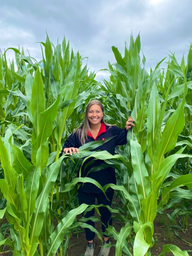 <a href="/PRIDESeeds/">PRIDE Seeds</a> AS 1047 RR EDF planted May 7 in Russell is getting very close to pollination time. Nice to see some tassels poking out!! #PRIDEinMyField