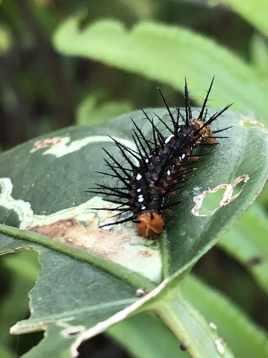 creepysteeples's tweet photo. Today has been SOOOO GOOD FOR FINDING BUGS FOR ME!!!! https://t.co/n6Xm9852YA