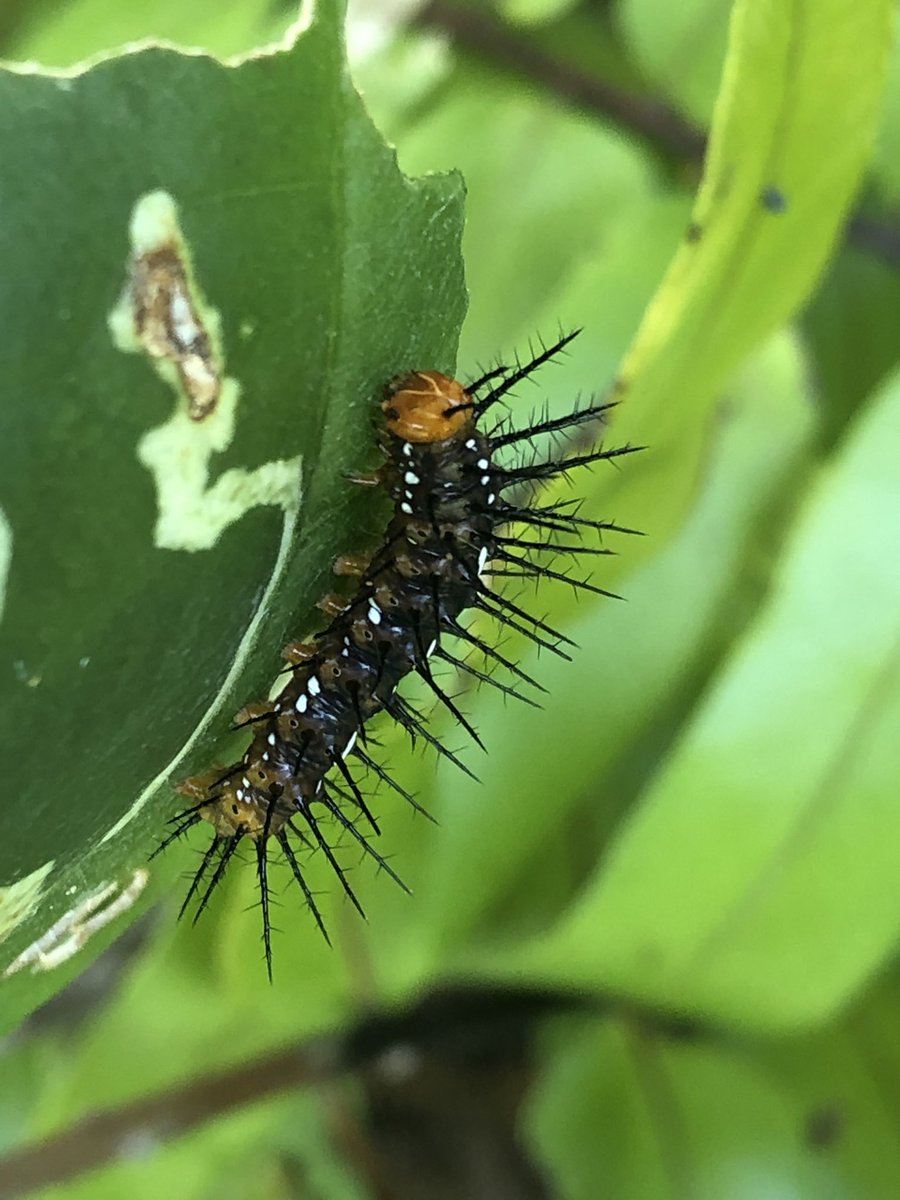 creepysteeples's tweet photo. Today has been SOOOO GOOD FOR FINDING BUGS FOR ME!!!! https://t.co/n6Xm9852YA