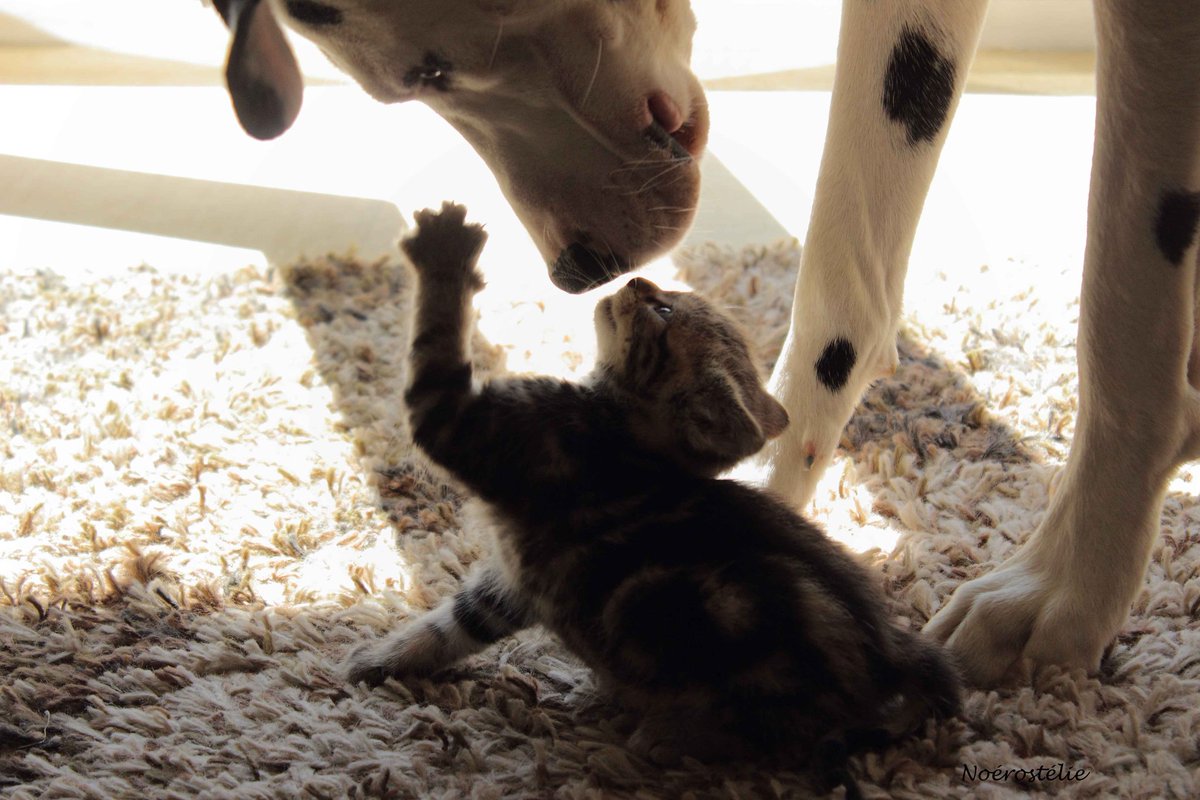 Nathais_Photos's tweet photo. Amitié naissante, David contre Goliath #amitie #chienchat #photography #photooftheday #PicOfTheDay #rencontres https://t.co/awSlsSIt0G