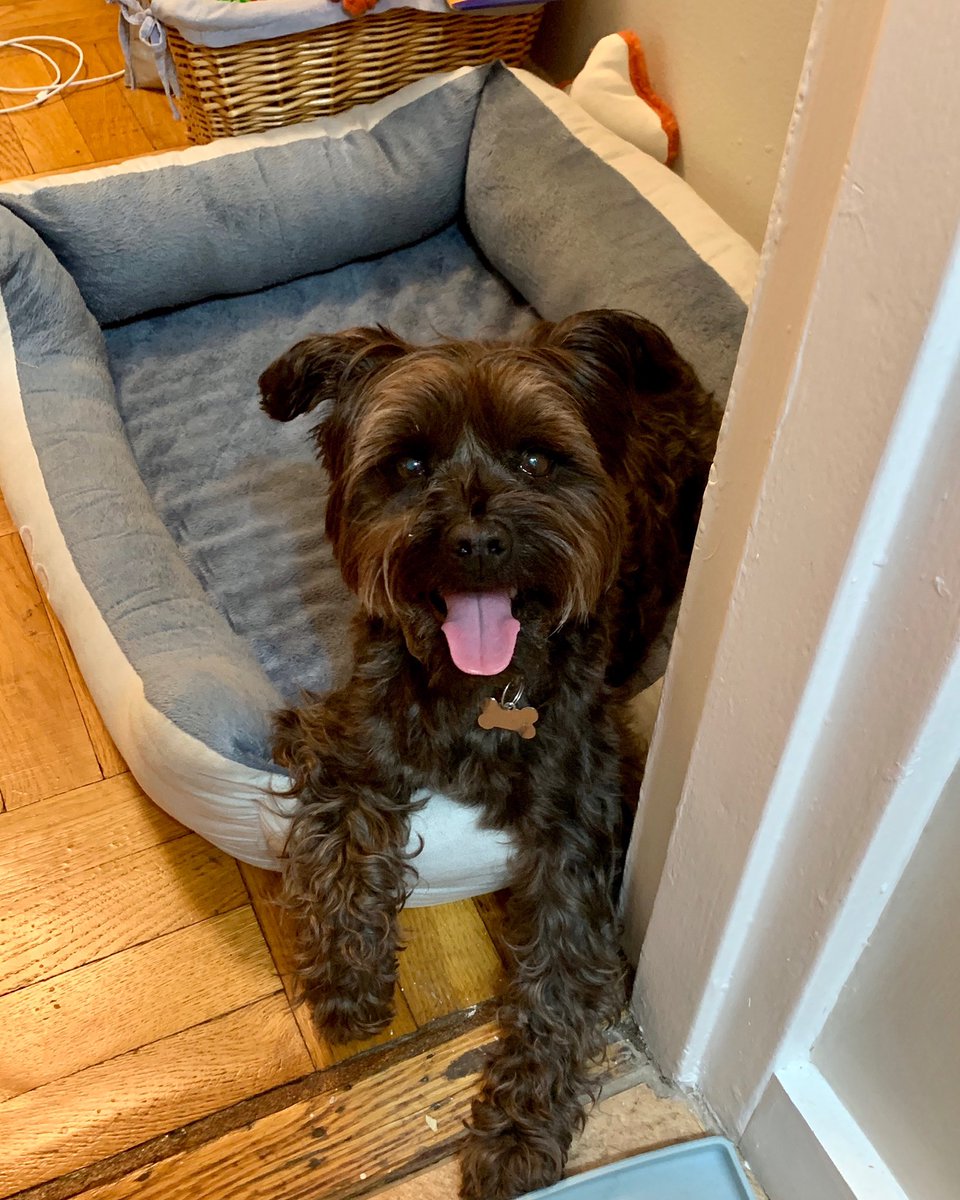 laurenl630's tweet photo. @Reuters Awful! See this delicious face?? I rescued her 7 months ago. I love her so much that it hurts!! We’re together for life! Follow her antics on IG @thelucygooseygirl!! #happydog #sillydog #rescuedog #dogsofnyc #uesdogs #mysnugglebug #mydogiscutest #dogsofnyc #schnorkie https://t.co/uuojNANp5n