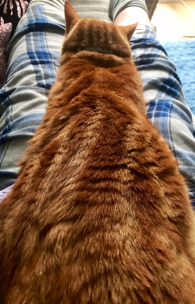 fallingontheway's tweet photo. She always knows #HopeCat https://t.co/EQX5WjWW2y