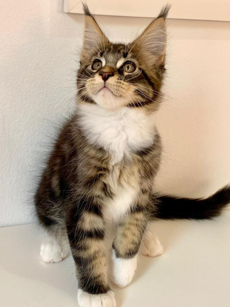 Ichigo_dan's tweet photo. @TectEGG He looks kinda similar to mine, name's Scar btw =3 https://t.co/aCg1ZDCSEV