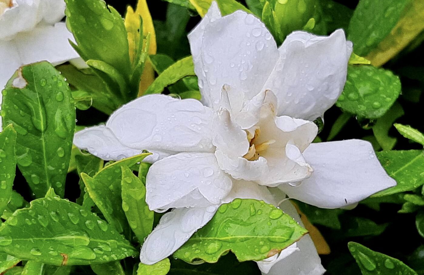 梔子 Twitter Search Twitter