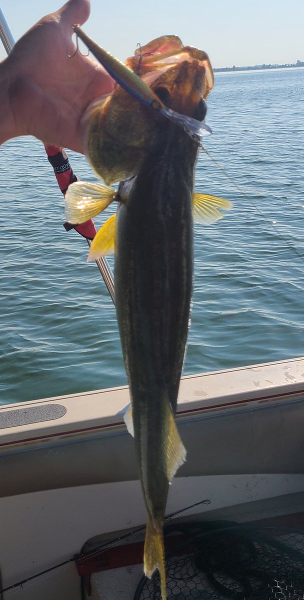 LurehouseCustom's tweet photo. On the water with @AvgJoesOutdoors  Brant...the Tequila Sunrise Flicker Minnow #11 pattern is still on the menu! Flickers , Reef Runners and Rattle Tots all caught fish today. https://t.co/XKvoMKc5V5
