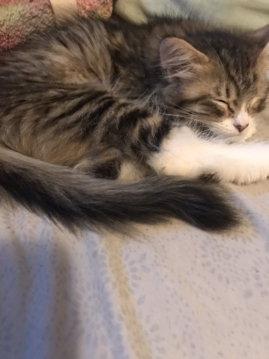 bluebottleTea's tweet photo. Her Ladyship Marzena Everlee Skywalker, the teeniest tiniest fluffy baby ✨ https://t.co/Tsf4Lkd5aA