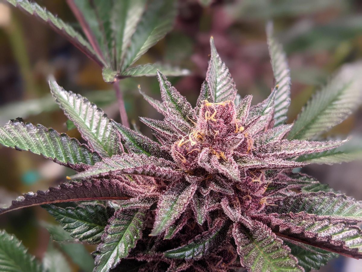 Been busy in the garden... say hello to Tropicana Cookies!