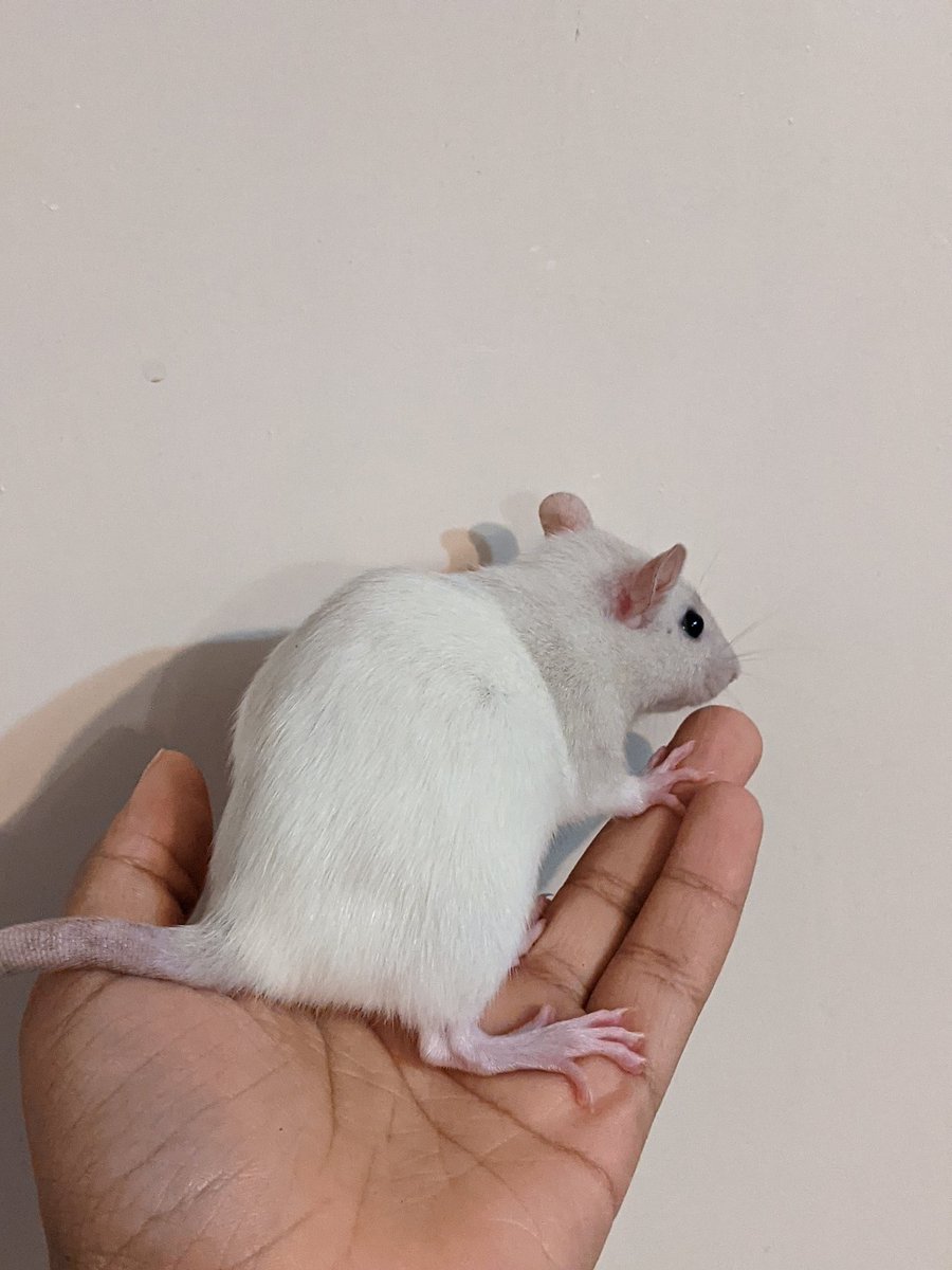 silversrattery's tweet photo. More updates on angels coat, coming through Stronger and Stronger,am in looove.

#rats #petrats #ratsoftwitter https://t.co/iekwREj26K
