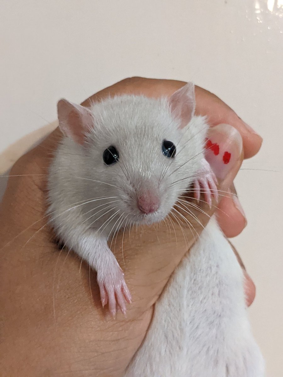 More updates on angels coat, coming through Stronger and Stronger,am in looove.

#rats #petrats #ratsoftwitter