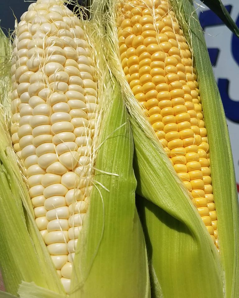 Produce Express on Twitter "Summer is here and it brought Ray's heirloom tomatoes! https//t