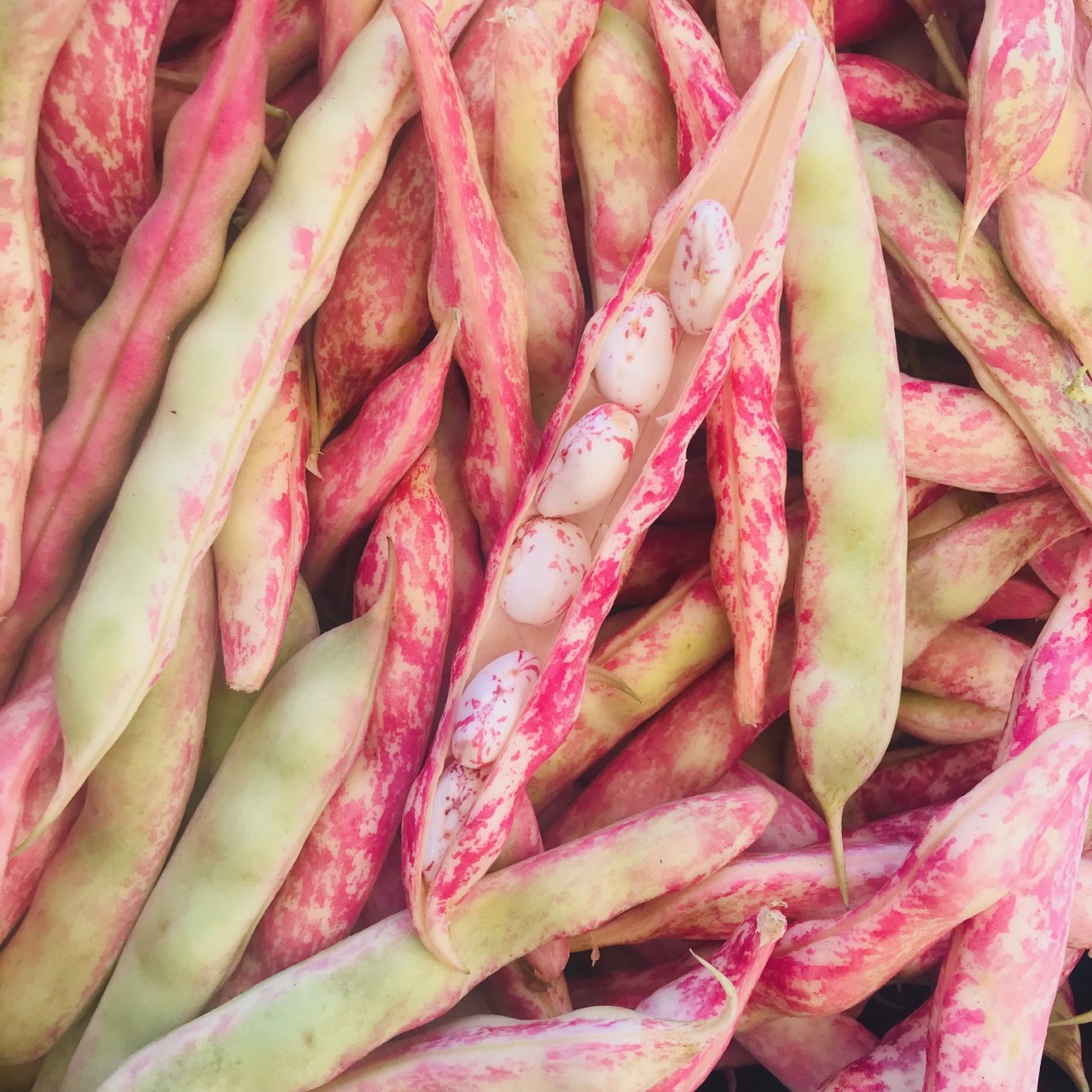 Produce Express on Twitter "Summer is here and it brought Ray's heirloom tomatoes! https//t