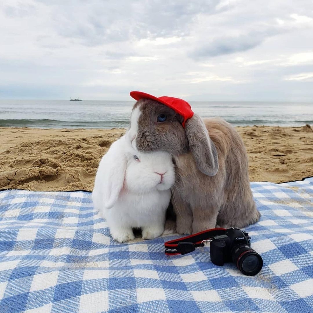 HomesickCandles's tweet photo. Sandy cuddles π€ #currentlyburning: Beach Cottage π https://t.co/xjXSsMMPCl