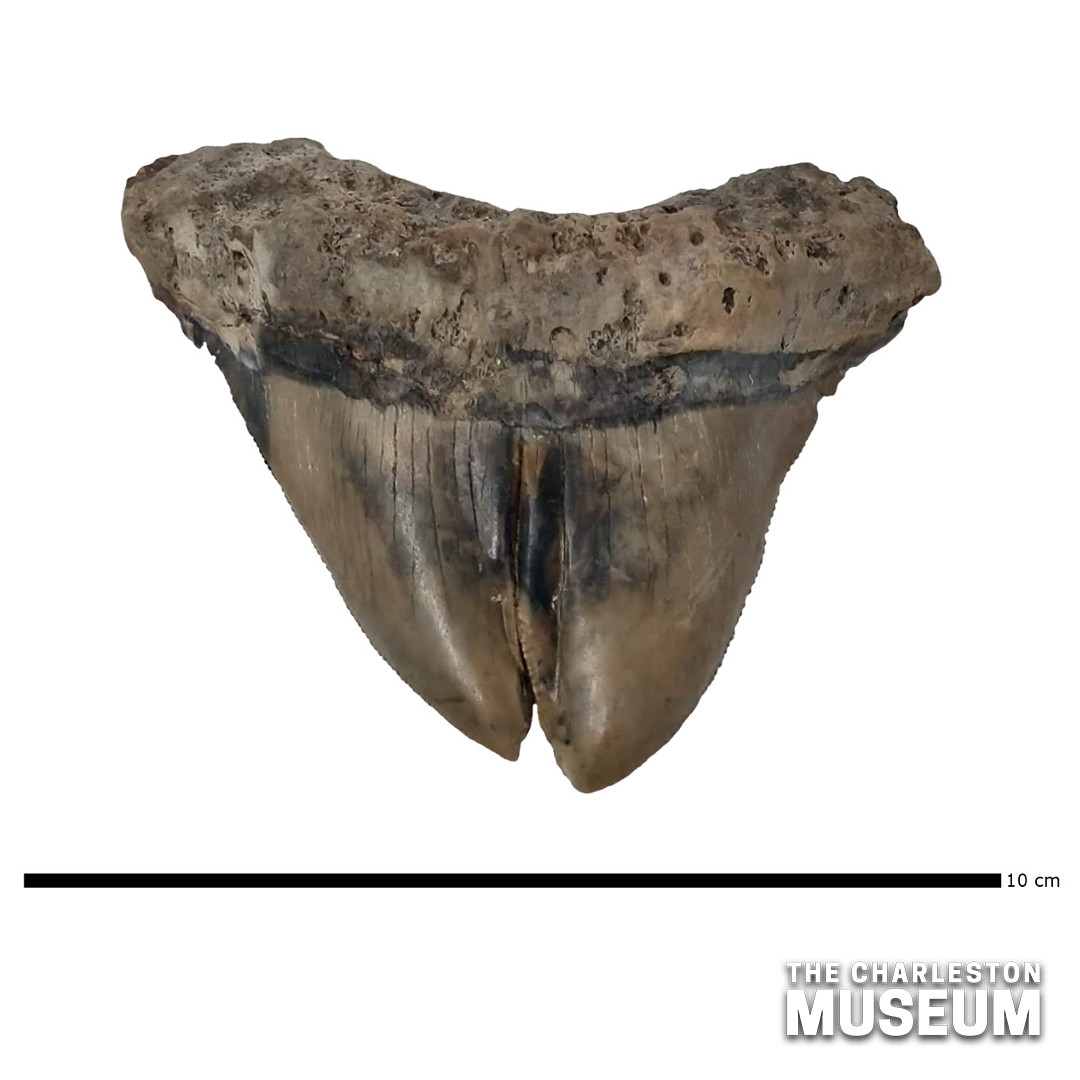 Charleston Museum tweet media