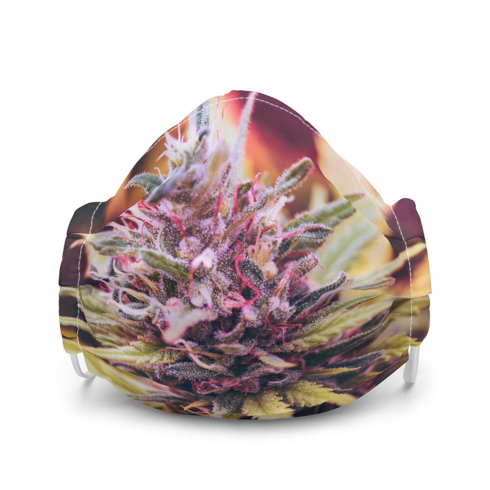 THC University tweet media