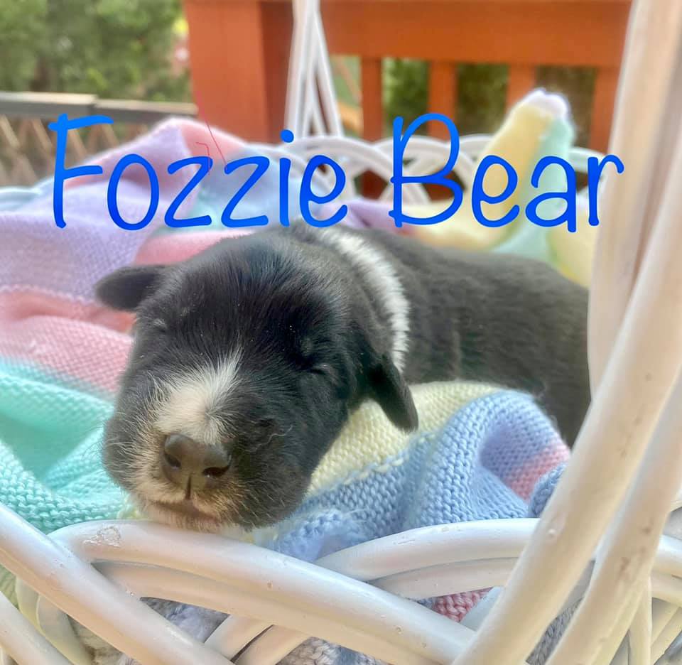 kyhumane's tweet photo. Introducing Grizzly Bear, Yogi Bear, Koala Bear, Fozzie Bear, Kodiak, Baloo, Panda Bear, Winnie the Pooh, and Paddington! Mama Bear is doing a fabulous job at parenting and we are so proud of her. Continued in one more tweet so you can see the whole family :) https://t.co/MYY3ycxXio