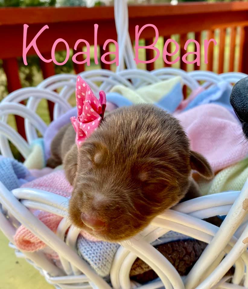 kyhumane's tweet photo. Introducing Grizzly Bear, Yogi Bear, Koala Bear, Fozzie Bear, Kodiak, Baloo, Panda Bear, Winnie the Pooh, and Paddington! Mama Bear is doing a fabulous job at parenting and we are so proud of her. Continued in one more tweet so you can see the whole family :) https://t.co/MYY3ycxXio