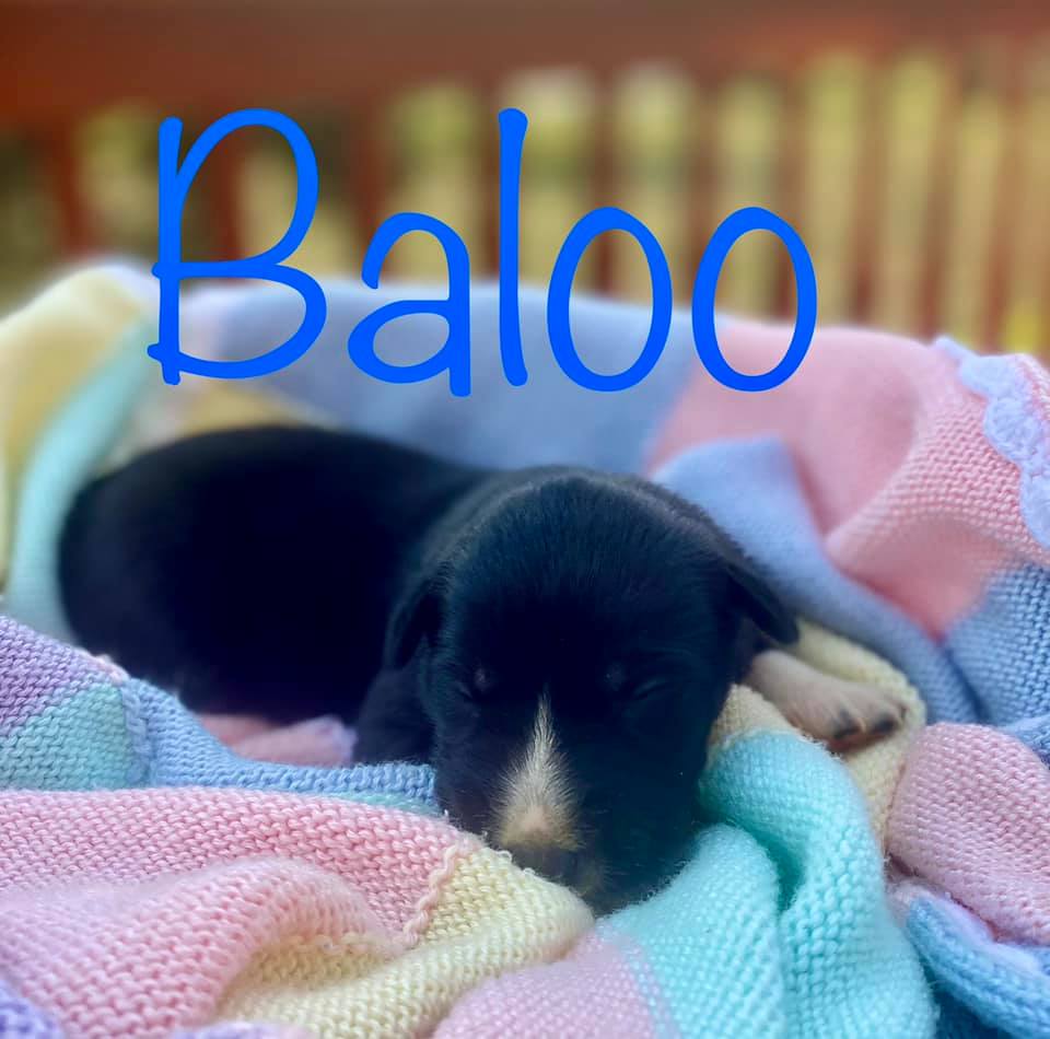 kyhumane's tweet photo. Introducing Grizzly Bear, Yogi Bear, Koala Bear, Fozzie Bear, Kodiak, Baloo, Panda Bear, Winnie the Pooh, and Paddington! Mama Bear is doing a fabulous job at parenting and we are so proud of her. Continued in one more tweet so you can see the whole family :) https://t.co/MYY3ycxXio