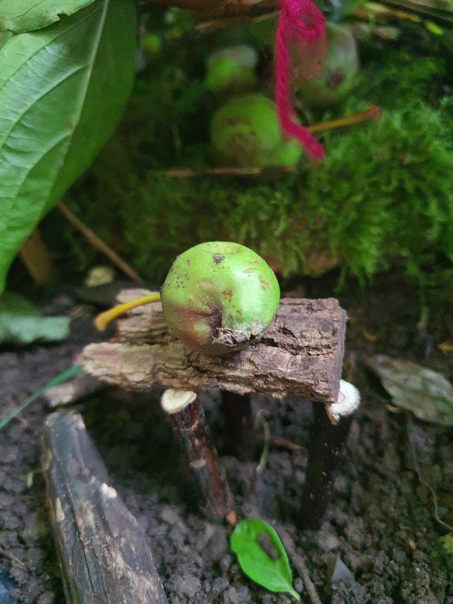 Some of year 3s talking about their creative habitats.  Also an Amazing tiny table with a tiny apple so the mouse/mice don't have to eat it off the ground, super cute . 🥰