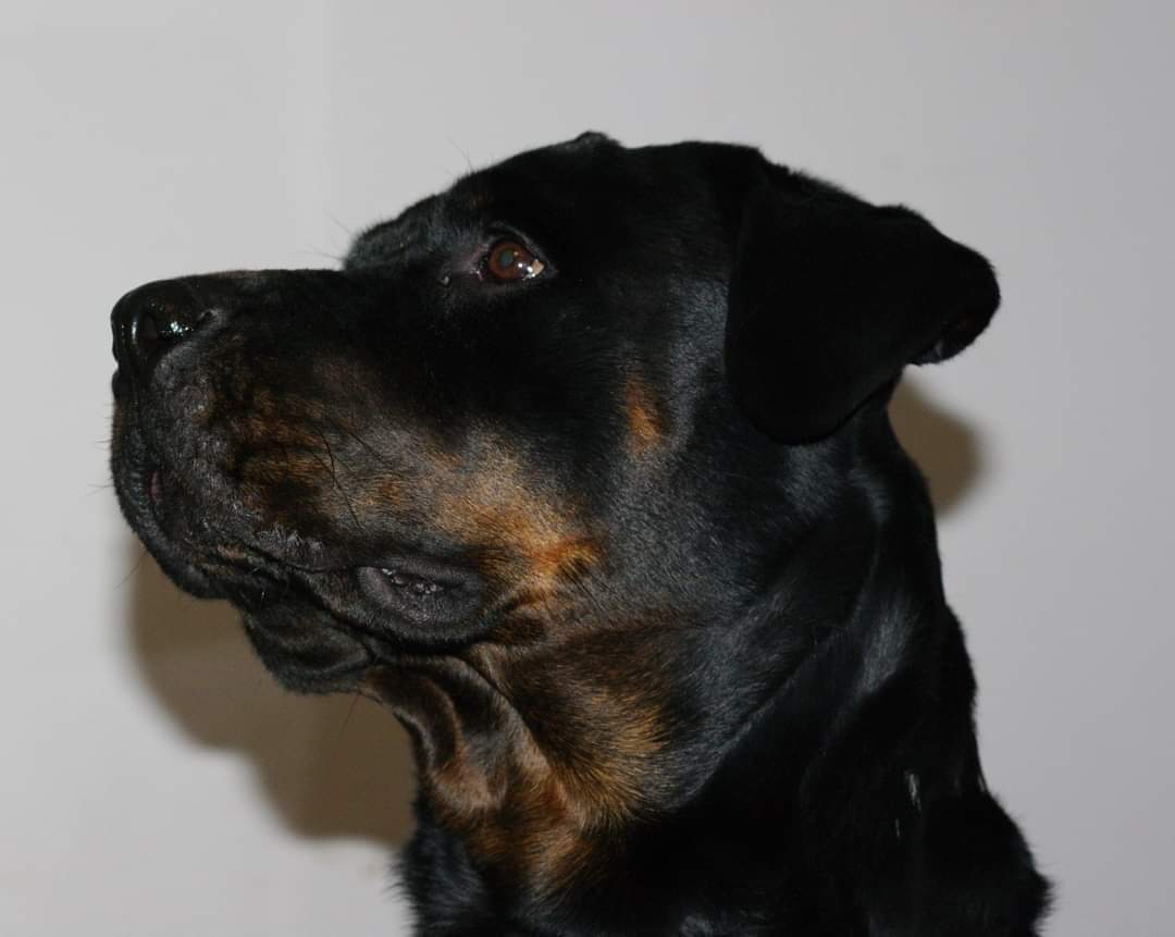 KCloutierSearso's tweet image. #pvcastingcall2021 
@petvalu