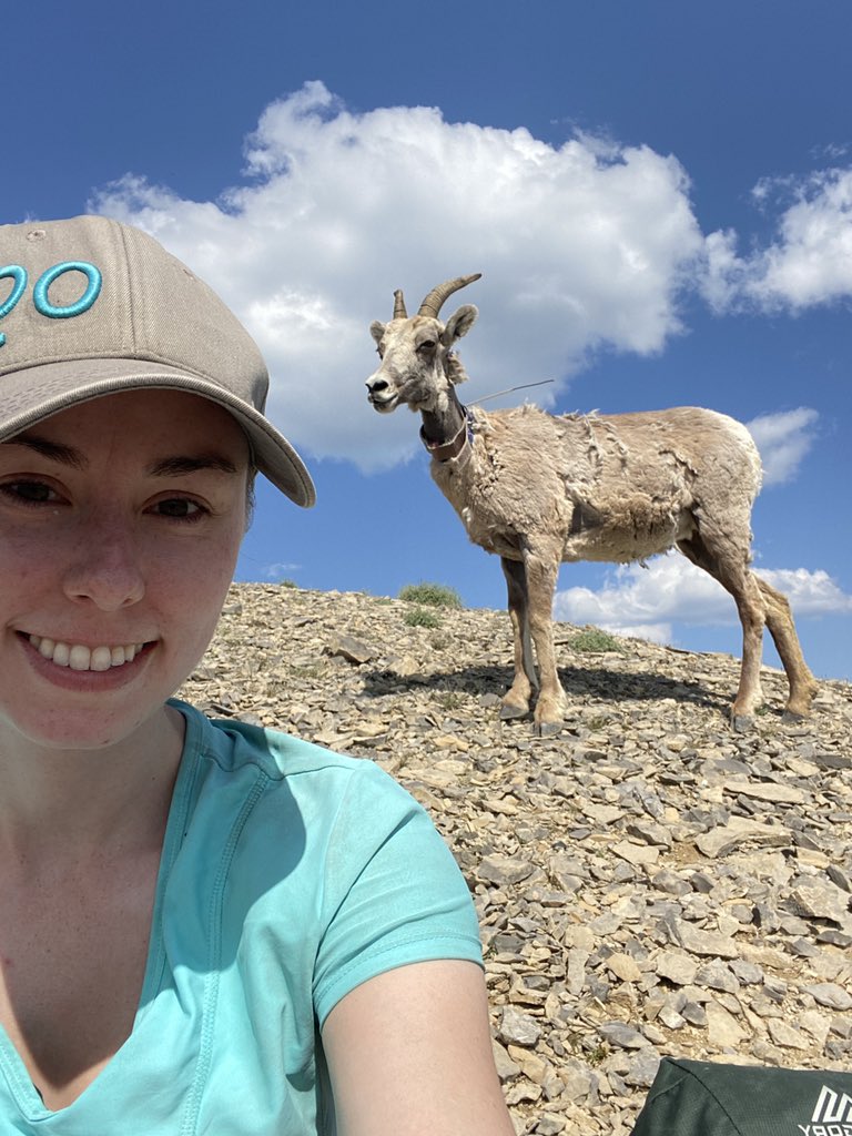 victoriacrozie_'s tweet photo. W13 came to say hi while we were recovering from the hike back up from Dizzy Creek (which we managed in just over 9 minutes, only 3 minutes longer than the record!)

#LiveFromTheField at #RamMountain @biologieUdeS @USherbrooke https://t.co/hRPIa4kobE