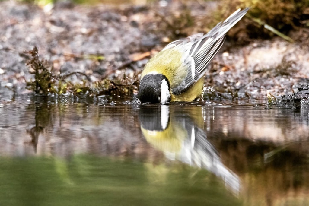 kevindc61's tweet photo. Taking a bath 

Great tit - Parus major - Koolmees
_____________________________________

#birdphotography #birding #birdwatching #bestbirdshots #your_best_birds #allmightybirds #birdstagram #birdlovers #nuts_about_birds #feather_perfection #bird_watchers_daily #birds #kings… https://t.co/XMYAuda9m5