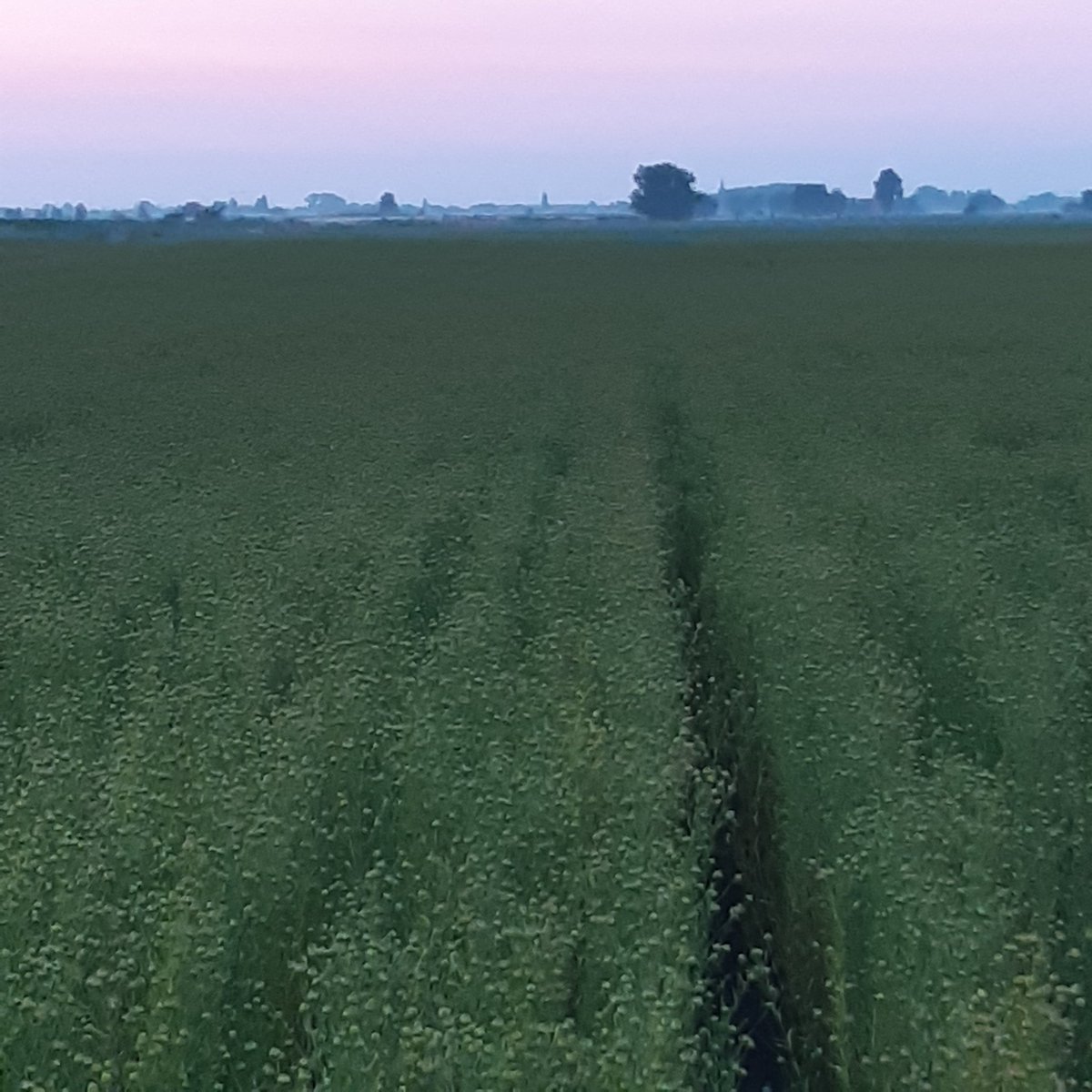 Om de dag af te ronden. #vezelvlas