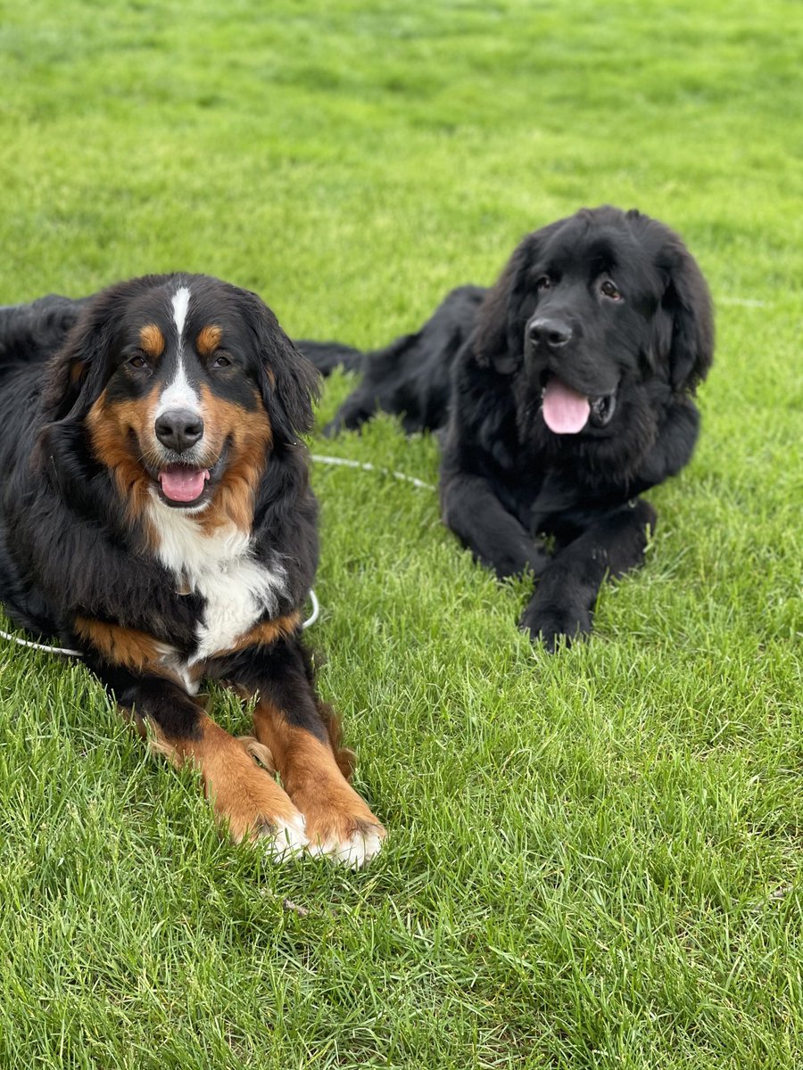 madelinebeuning's tweet photo. @daveryankdwb @falenkdwb Thanks for the birthday shout out this morning! I had to show off my awesome fur babies - Leonard, Norman, and Edna 💞 https://t.co/CUyxGzQtwO