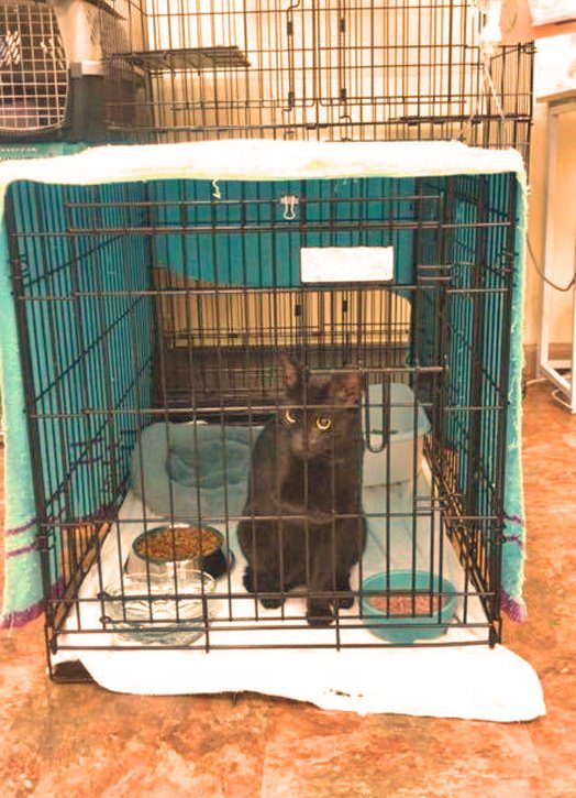 LorenzoTheCat's tweet photo. UPDATE: After being found wandering around the rubble  and taken to an animal shelter, Binx the cat that lived in apt #904 of Champlain Towers in Surfside has been reunited with her owners. ❤️ https://t.co/Xb0RPMHEfr