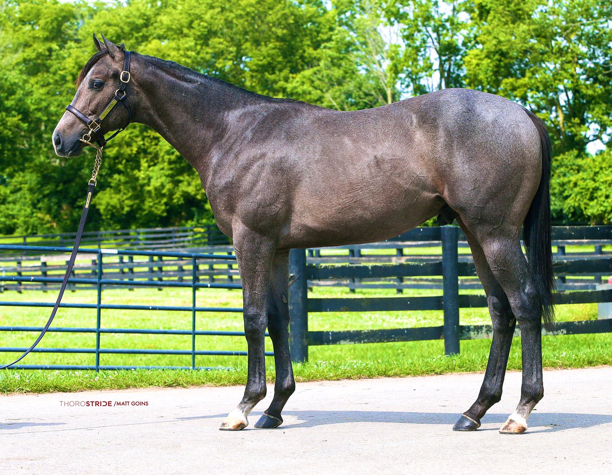 Hip 242, Barn 6 @FasigTiptonCo July

You don’t want to miss this guy selling w/@MachmerHallSls

Midshipman colt o/o stakes placed earner of 178K+

He really does tick ALL of the boxes! ☑️☑️☑️☑️☑️

#FasigSelected 

youtu.be/gIxXj2gOE74