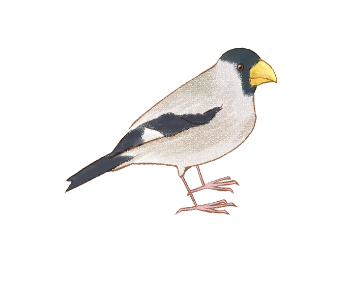 鳥のイラスト図鑑のtwitterイラスト検索結果 鳥のイラスト図鑑のtwitterイラスト検索結果