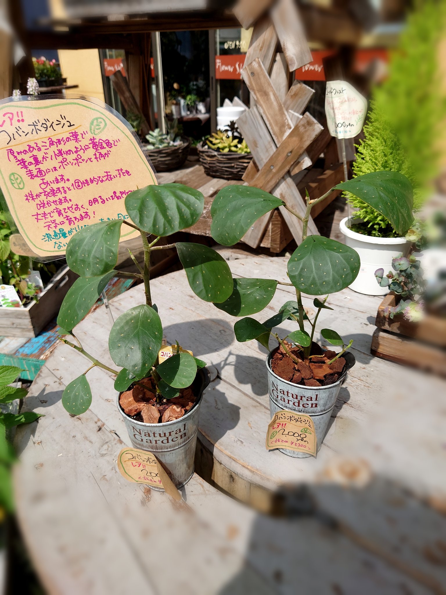 Flower Shop ちぐさえん 葉の裏 が小判のように 黄金色をしていることから コバンボダイジュ の 名前が付きました 花言葉は 夫婦愛 結婚 結ばれる愛 熱愛 菩提樹とも呼ばれてます コバンボダイジュ ゴムの木の仲間