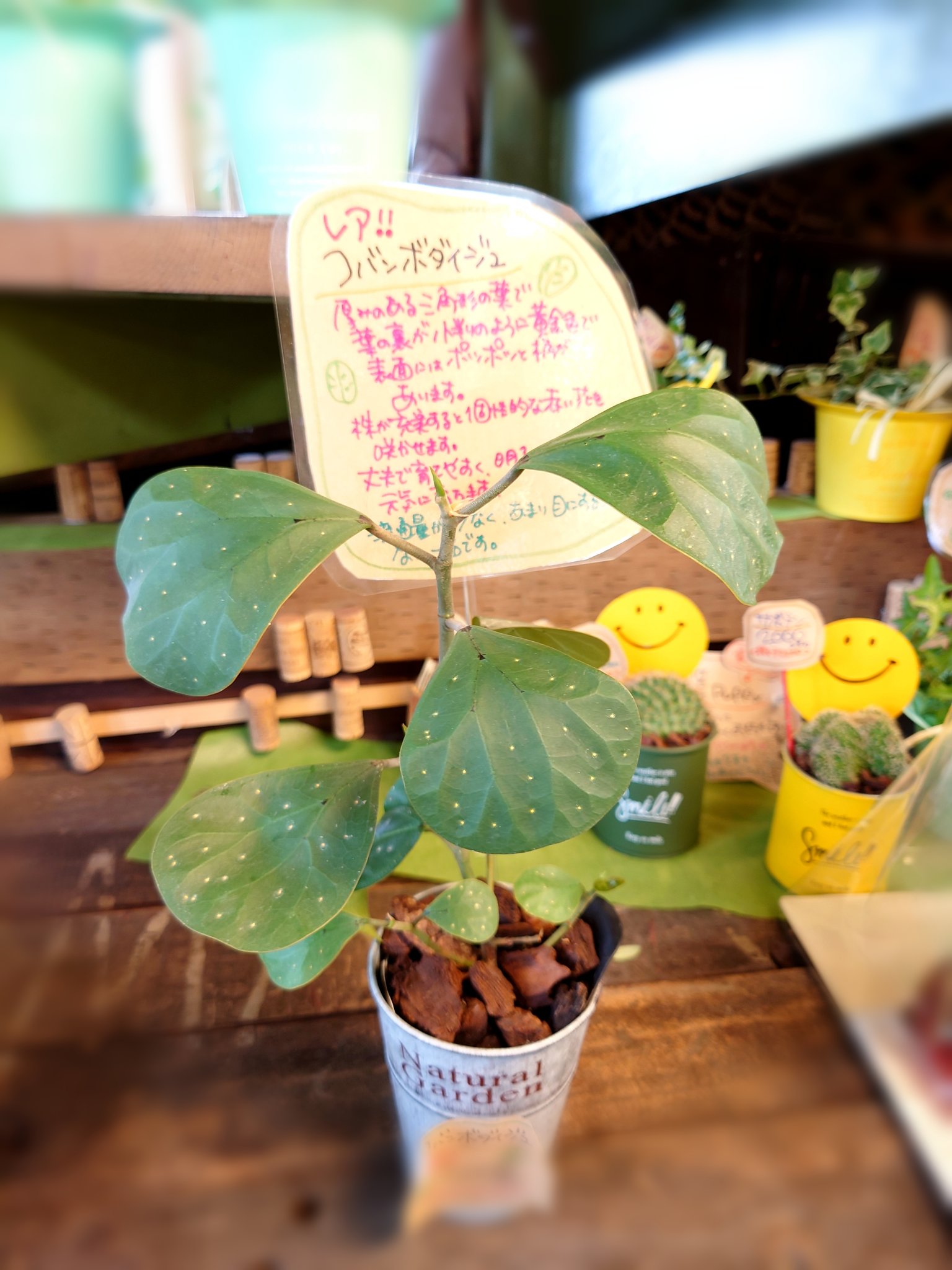Flower Shop ちぐさえん 葉の裏 が小判のように 黄金色をしていることから コバンボダイジュ の 名前が付きました 花言葉は 夫婦愛 結婚 結ばれる愛 熱愛 菩提樹とも呼ばれてます コバンボダイジュ ゴムの木の仲間