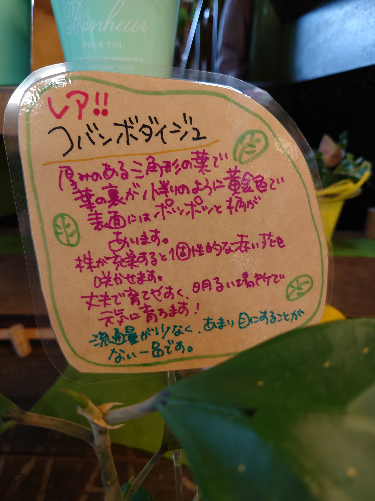 Twitter 上的 Flower Shop ちぐさえん 葉の裏 が小判のように 黄金色をしていることから コバンボダイジュ の 名前が付きました 花言葉は 夫婦愛 結婚 結ばれる愛 熱愛 菩提樹とも呼ばれてます コバンボダイジュ ゴムの木の仲間