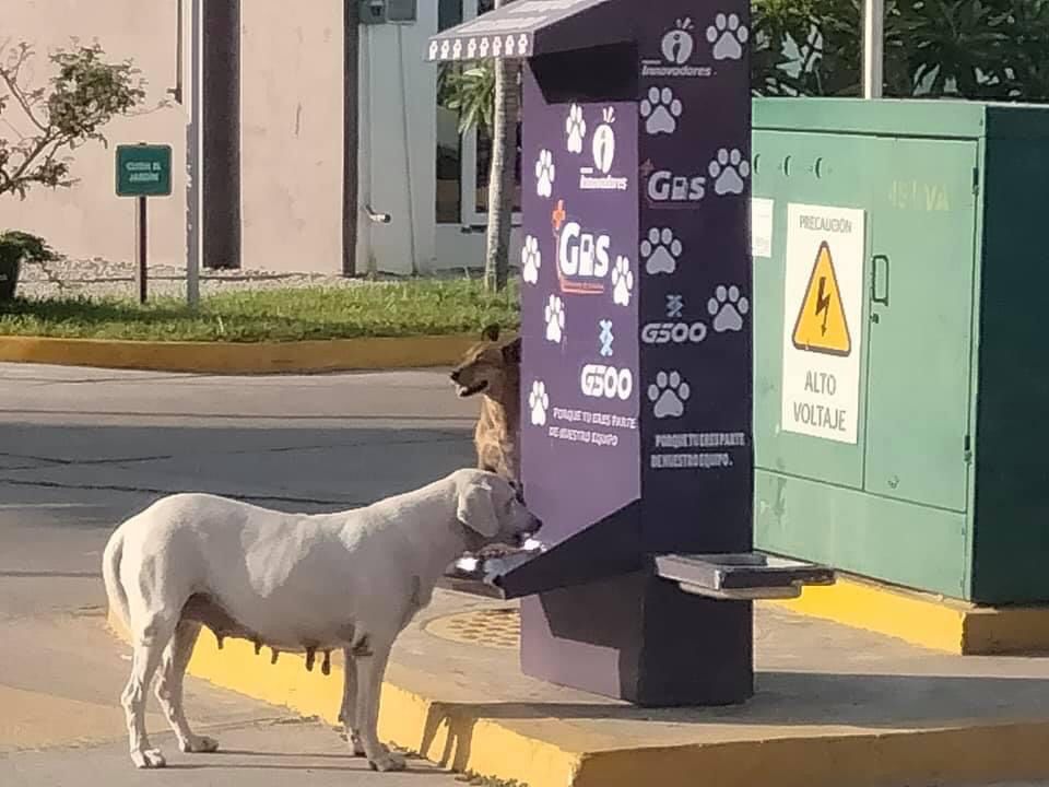 ¡Qué hermoso!  😍
La gasolinera G500 ubicada por el tanque elevado de Av. Usumacinta, instalo un dispensador de croquetas y agua para los perritos de la calle. 🐶🐕