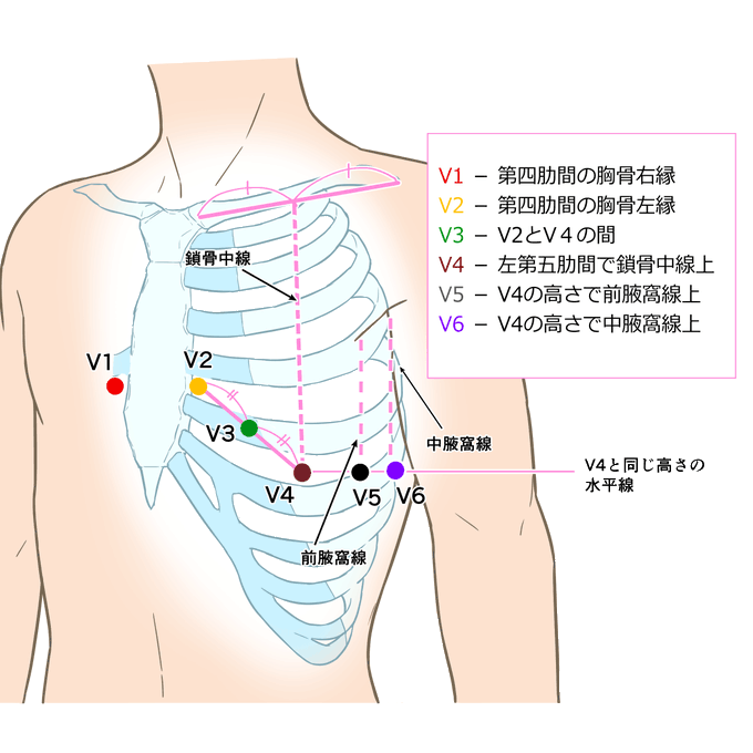 解剖図のtwitterイラスト検索結果