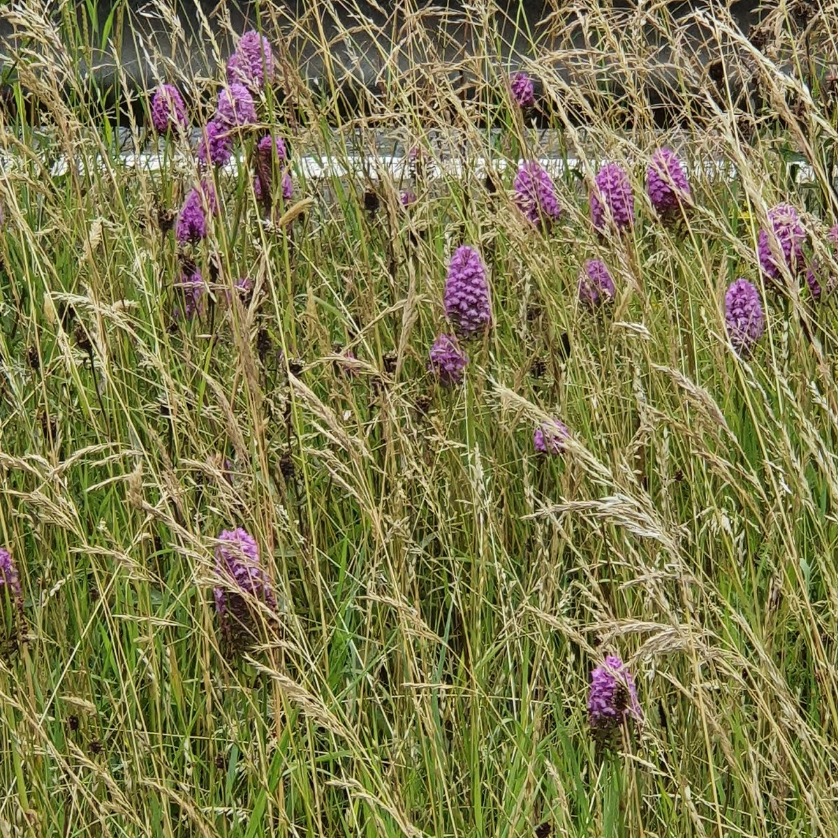 secretgardenweb's tweet photo. Excited about this one.
Doesn't look like much - I took this picture of the central reservation of the Bristol ring road as I have been stuck in traffic there a few times lately and was wondering what these beautiful #wildflowers were...
They are #pyramidalorchids - very rare! https://t.co/rWST5Cofzd