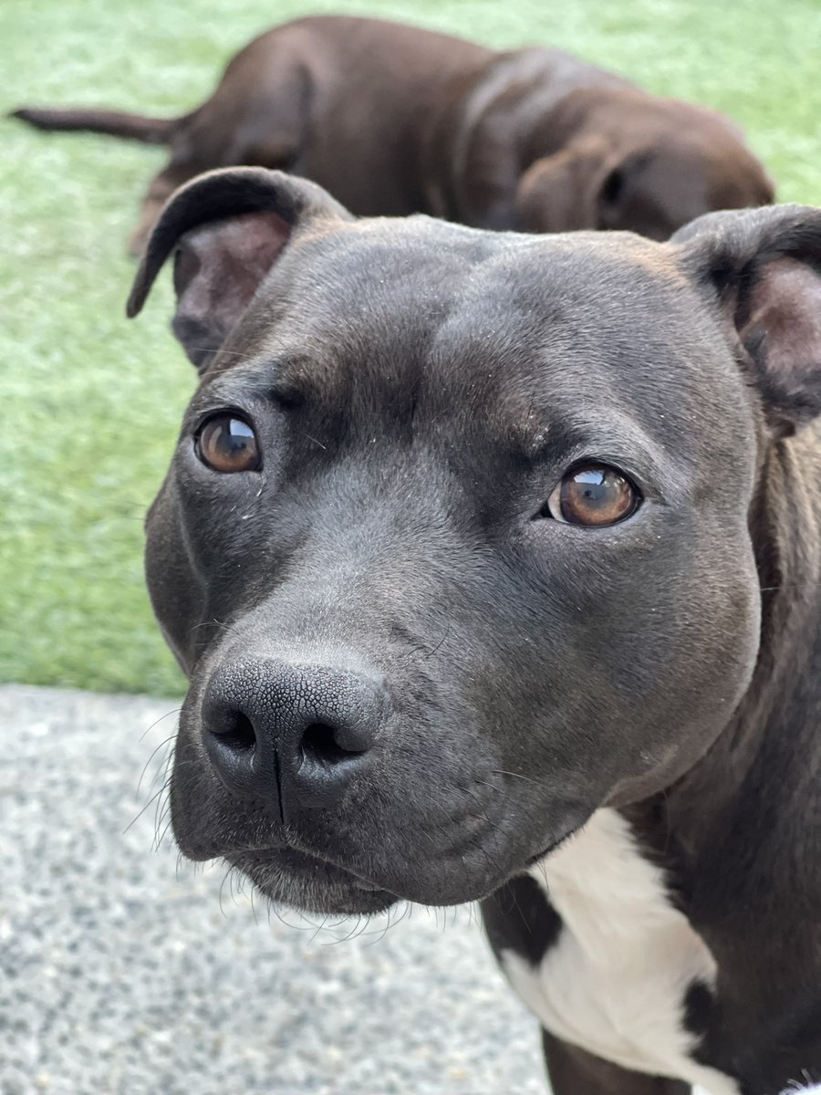 nerdiosity's tweet image. Pretty sure #RubySunshine is in the top ten most photogenic doggos.