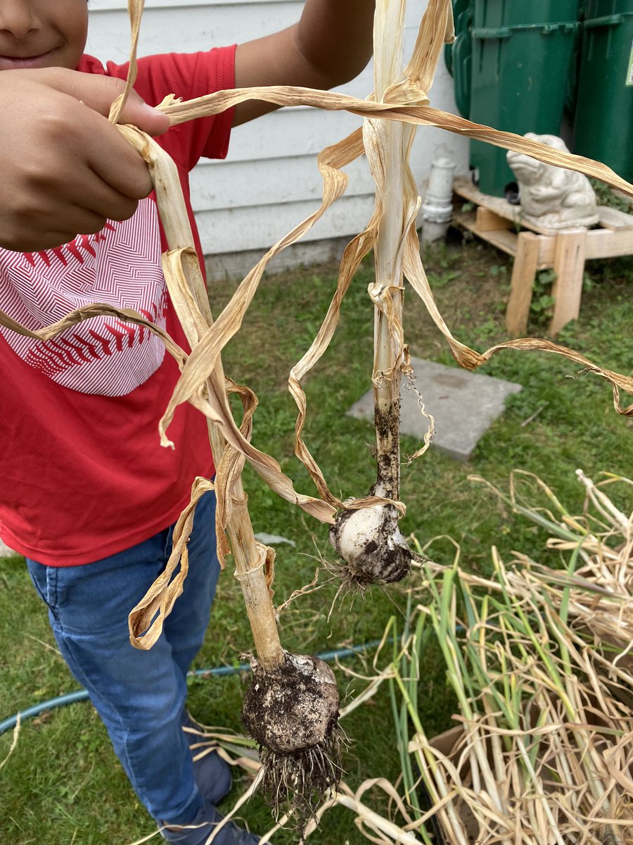 mmedare's tweet photo. Garlic harvest with our Nature Explorers today @SD41marlborough @burnabyschools #summersession #vampiresbeware 🧄 https://t.co/GL9L22eH7S