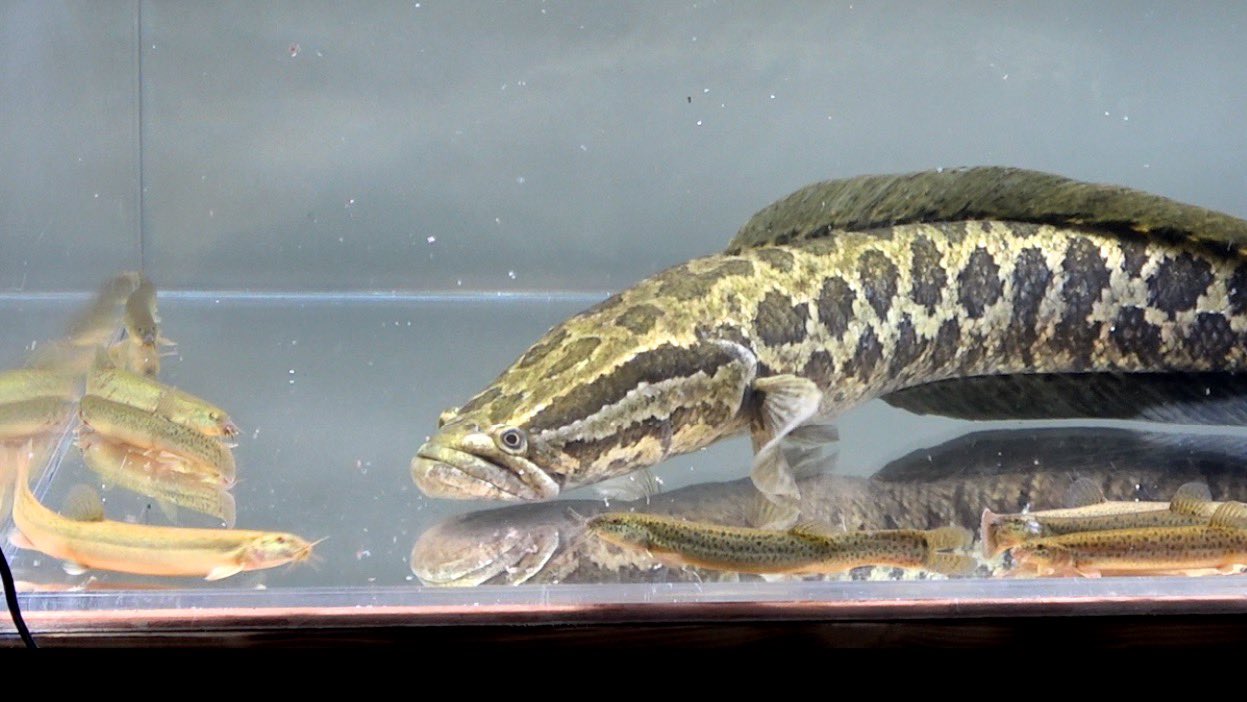 鰐 ウシガエルキング 動画更新 巨大雷魚の水槽に大量のドジョウを投入した結果 T Co Uuthcu6azc T Co D7jfxprptj Twitter 鰐 ウシガエルキング 動画更新 巨大雷魚の水槽に大量のドジョウを投入した結果 T Co Uuthcu6azc T Co D7jfxprptj Twitter