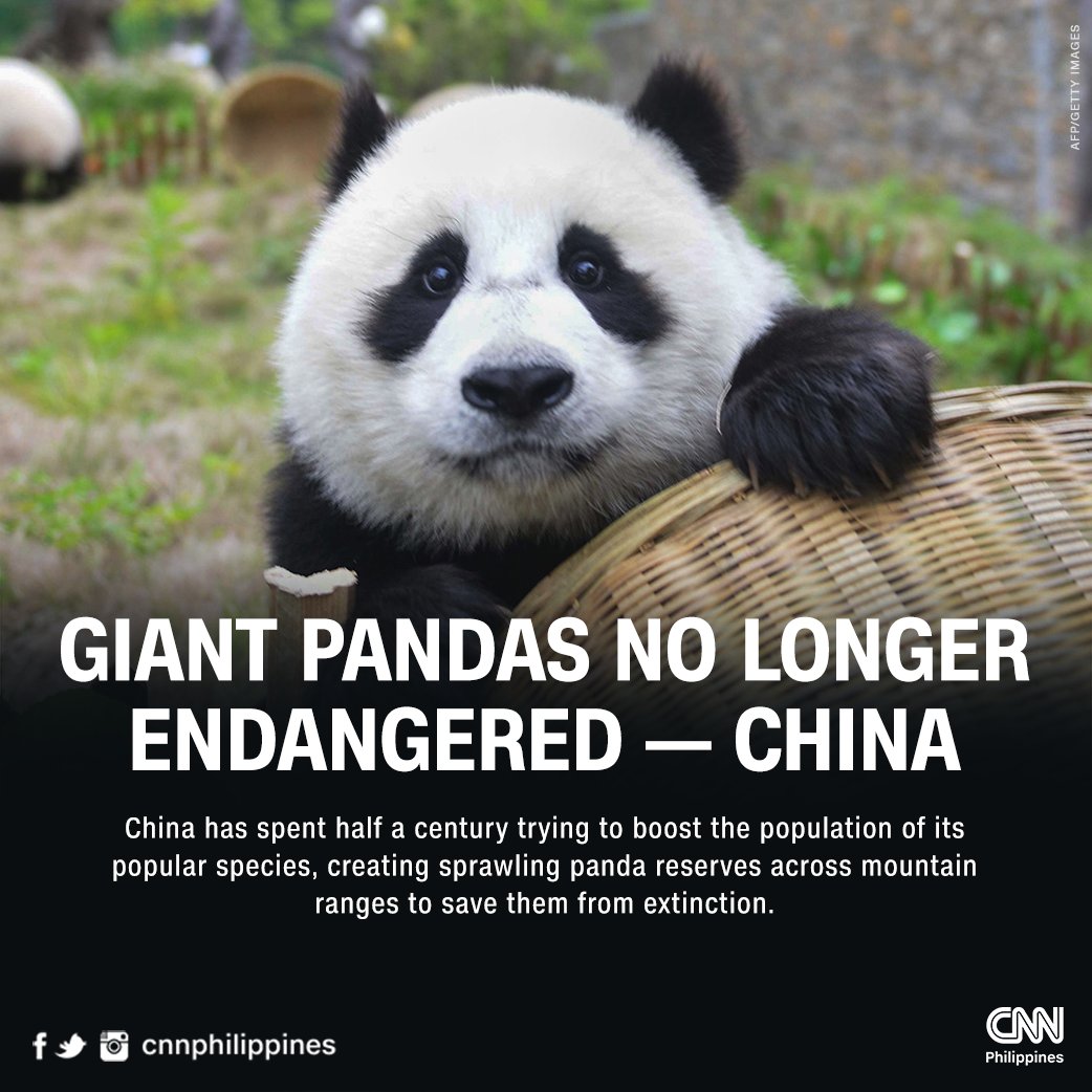 Giant pandas are no longer endangered, thanks to conservation