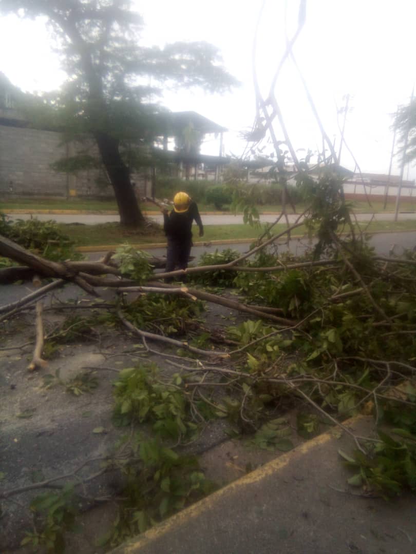 #09Julio || #EficienciaOnada
Se realiza trabajos de desobstrucción de via pública, por causa de un árbol de tallo leñoso liviano que cayo por los fuertes vientos frente a la sede de BusCojedes.
@CojedesMinec @Gob_Cojedes @bforestalesinp